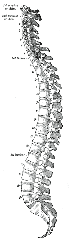 spine