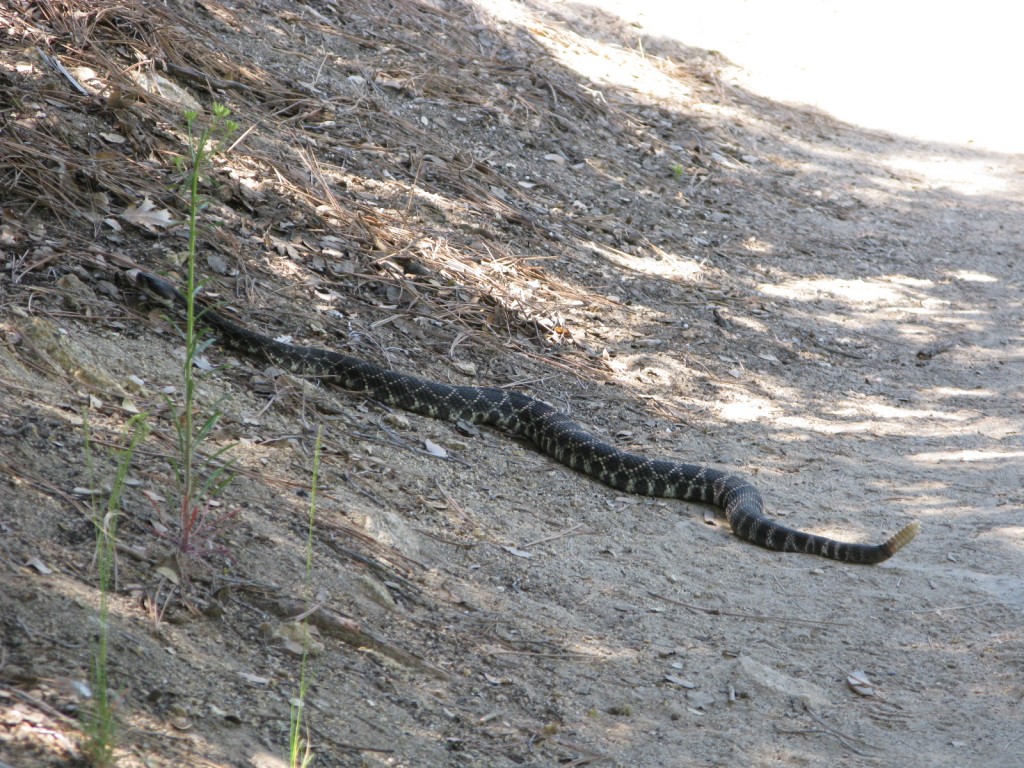 Diamondback Rattle Snake