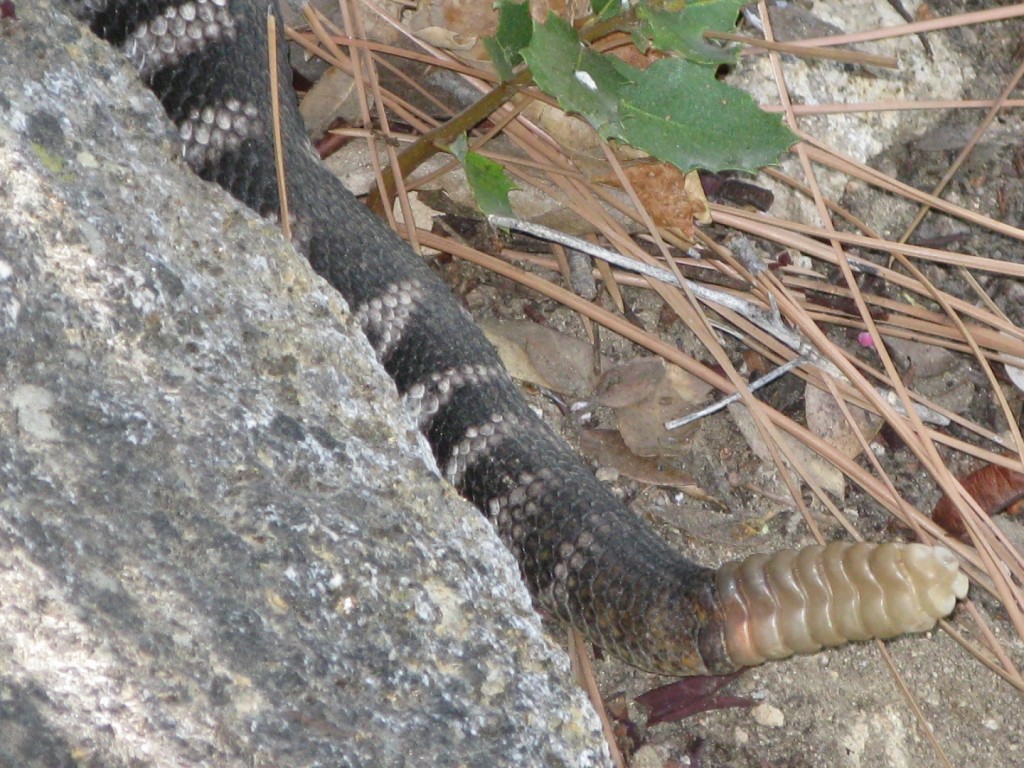 8 year old Diamondback Rattle Snake