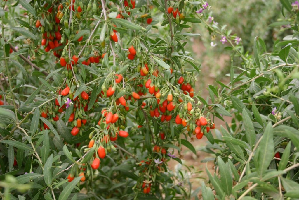 Goji berry farm Ningxia China