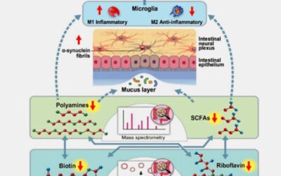 B Vitamins, Polyamines and SCFAs, and the Gut-Neurological Link