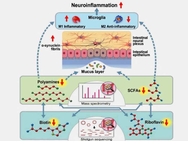 B-Vitamins-Polyamines-and-SCFAs-and-the-Gut-Neurological-Link - Advanced Healing Center of Orange