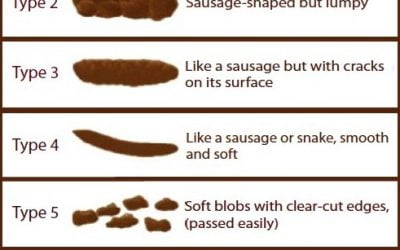 5 Qualities of Perfect Poop