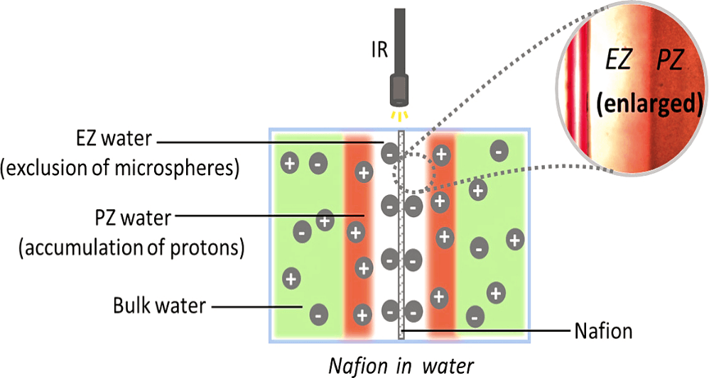 The Fourth Phase of Water: The Secrets of Structured Water