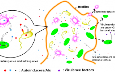 Autoinducers, Biofilm, Bacterial Density, and Quorum Sensing