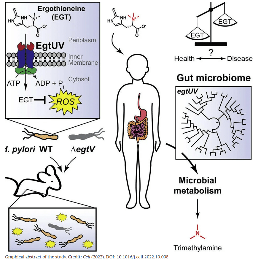 Food antioxidant ergothioneine found to aid survival of cancer-causing H. pylori