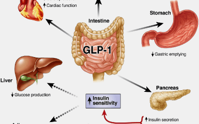 GLP-1 and PYY Boosted Naturally: Tips for Weight Loss