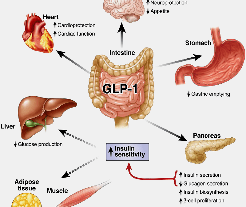 GLP-1 and PYY Boosted Naturally: Tips for Weight Loss