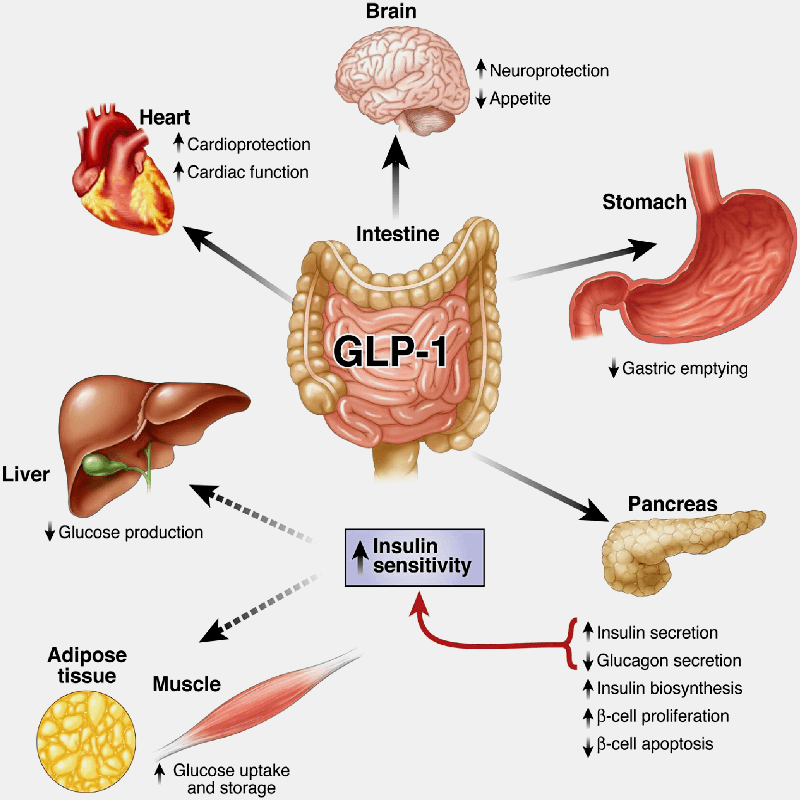 glp 1 pyy GLP-1 and PYY Boosted Naturally: Tips for Weight Loss