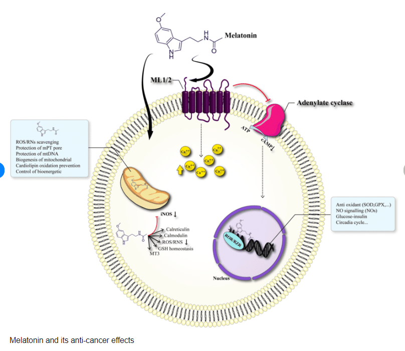 Sunlight contains high levels of NIR which likely stimulate mitochondrial melatonin production.