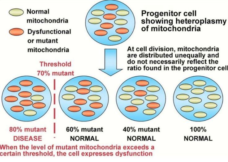 Mitochondria Heteroplasmy and Redox Potential