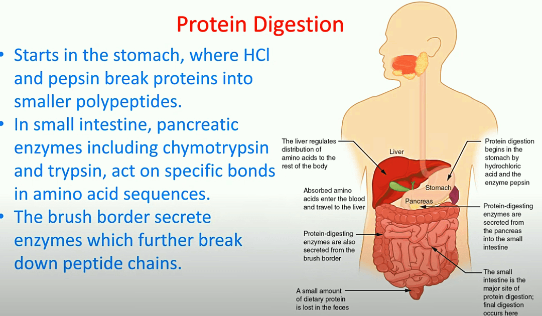 Protein digestion and SIBO