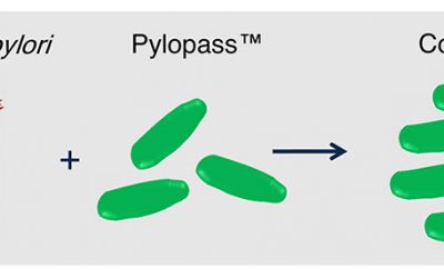 Pylopass Eliminates H. pylori with Confidence