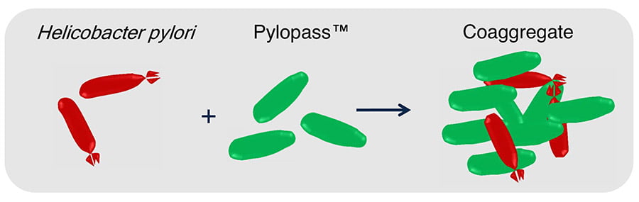 Pylopass Eliminates H. pylori with Confidence