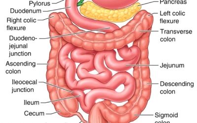 Small Intestine - part 4 of the 5 phases of digestion - leaky gut - SIBO