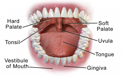 The Mouth and The Stomach – Part 2 and 3 of the 5 Phases of Digestion