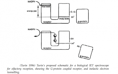 Luca Turin introduced "The quantum mechanical based theory of olfaction." It states that our olfactory receptors respond not to the shape of the molecules but to their quantized vibrational energy.