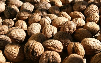 Walnuts and Red Wine, Every Day, Keep Cancer and the Doctor Away