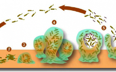 Dr. Ettinger’s Biofilm Protocol for Lyme and Gut Pathogens
