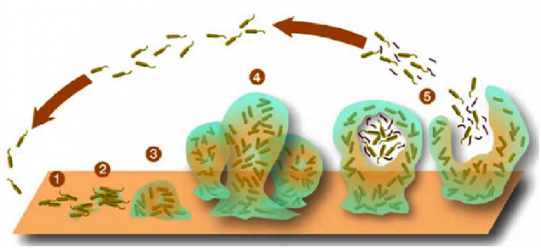 biofilm