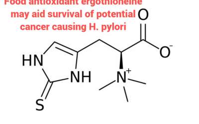 Food antioxidant ergothioneine may aid survival of cancer-causing H. pylori