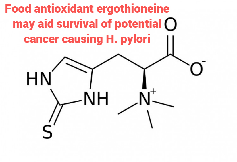 Food antioxidant ergothioneine may aid survival of cancer-causing H. pylori