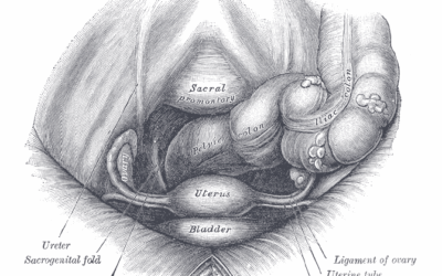 Low Vitamin D linked to Pelvic Floor Disorders in Women