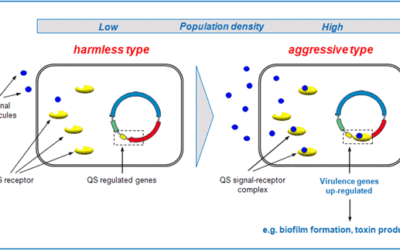 Quorum Sensing and Biofilm