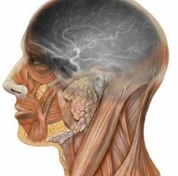 The True Cause of Alzheimer’s?