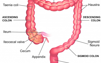 The Large Intestine – Part 5 of the 5 Phases of Digestion