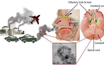 Air Pollution Increases Inflammation Which Damages Our Genes and Cells