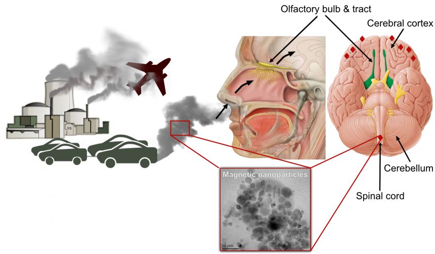 Air Pollution Increases Inflammation Which Damages Our Genes and Cells