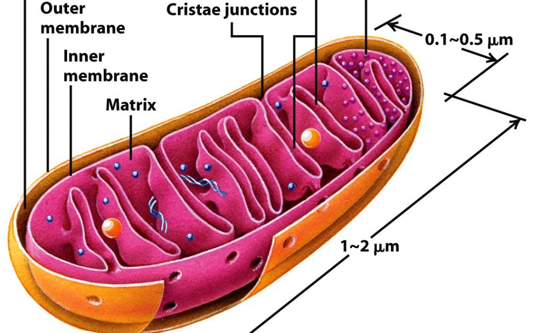 The relationship between cannabidiol and the mitochondria